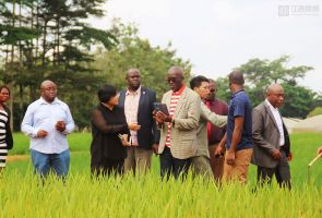 江西民企種糧赤道幾內(nèi)亞 示范農(nóng)場水稻開鐮測產(chǎn) 結束該國不產(chǎn)水稻的歷史