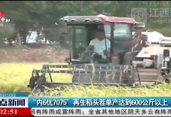 院士工作站試驗(yàn)基地開鐮測(cè)產(chǎn) 再生稻頭茬單產(chǎn)達(dá)到600公斤以上